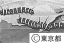 蝶の幼虫　　多摩動物公園