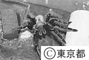 多摩動物公園 昆虫生態園で飼っているタランチュラ