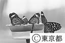 多摩動物公園　昆虫生態園の蝶のレストラン