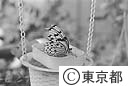 多摩動物公園 昆虫生態園の蝶のレストランでミツを吸う蝶