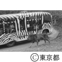 多摩動物公園 ライオンバスの側にやって来たライオン
