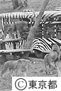 多摩動物公園　ライオンバスの側にやって来たライオン
