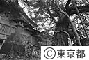 阿蘇神社本殿とシイの木