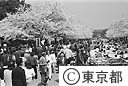 上野公園の花見風景
