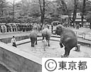 天皇皇后両陛下、上野動物園“ゾウ”ご見学