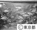 新しい水族館開く
