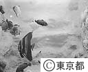新しい水族館開く