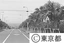 ヤシの並木