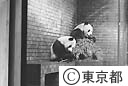 上野動物園のパンダ（トントン）