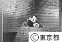 上野動物園のパンダ（トントン）