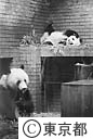 上野動物園のパンダ（トントン）