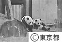 上野動物園のパンダ（トントン）