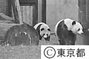 上野動物園のパンダ（トントン）
