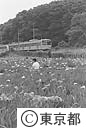 菖蒲園