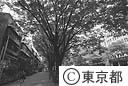 表参道の街路樹