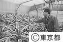 観葉植物のハウス栽培