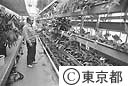 都立農業試験場の温室