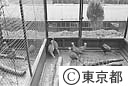 林業試験場のキジの飼育