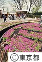浮間ヶ原桜草圃場