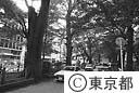 馬場大門のけやき並木