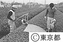 東京狭山茶の整枝