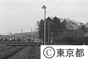 東京狭山茶のファンつき茶畑