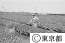 東京狭山茶の農薬散布
