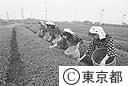 東京狭山茶のつみとり作業