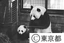上野動物園　パンダ「ユウユウ君」の特別公開
