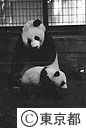 上野動物園　パンダ「ユウユウ君」の特別公開
