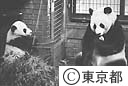 上野動物園　パンダ「ユウユウ君」の特別公開