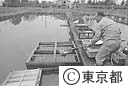 水産試験場の金魚の選別