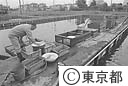 水産試験場の金魚の選別