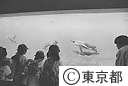 葛西臨海水族園でペンギンを見る子供達