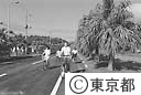 ヤシ並木