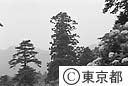 飯盛杉（高尾山）