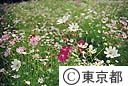 昭和記念公園のコスモス