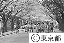 谷中霊園で花見の人