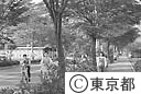 清瀬市上清戸の並木道
