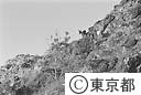 父島に生息する野生のヤギ