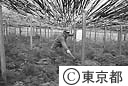 畑の作物に積った火山灰を取り除く作業をする農家の人