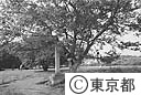 武蔵国分寺跡