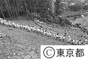 山の植樹祭