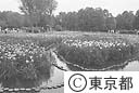 水元公園の花菖蒲