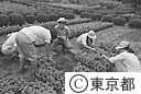 都立園芸高校（畑作業）
