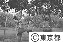 都立園芸高校（梨の収穫）