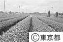 東京狭山茶畑