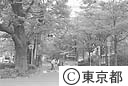 馬場大門のけやき並木