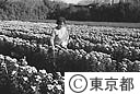 火山灰により被害を受けた寒小菊