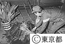 帰島後初めてのストレチアの出荷